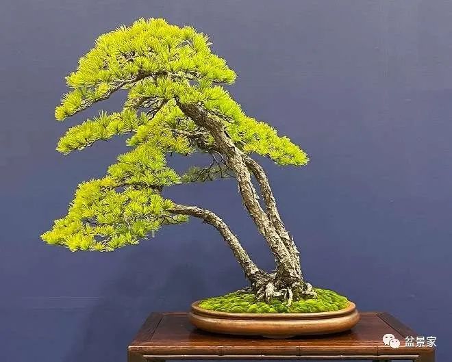 火 影 忍 者 之 小 南 +沦 陷