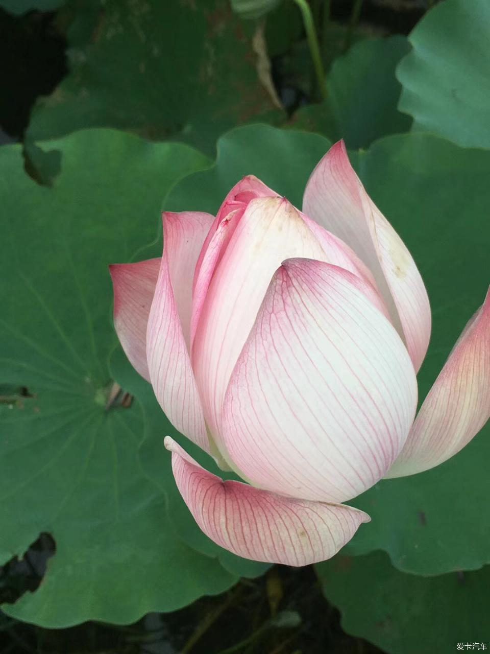 小马拉大车合集