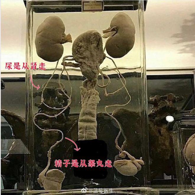 火 影 +忍 者 野 原 琳 黄 本 子 火影火影如果你有其他问题