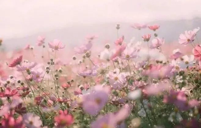 蜜桃视频麻豆星空无限飓风影院