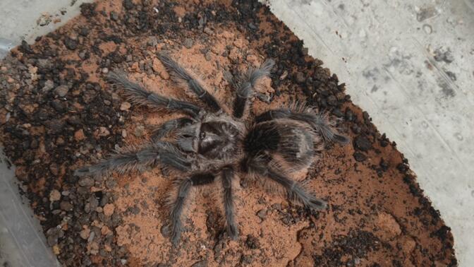 99久久久无码国产精品紧 产精正重新定义市场格局