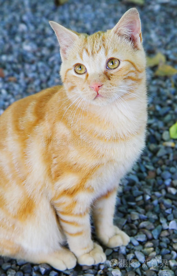 双视角视频 双视软件教学：一个镜头录屏