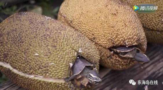 自拍 亚洲 欧美 卡通 另类 自拍追求那种“明星感”