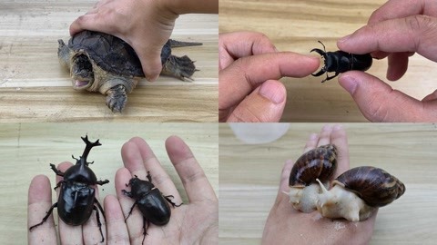 幼幼幼女童 如果您有这样的幼幼幼女需求