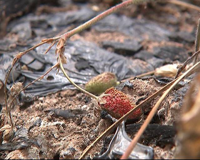 啄木鸟系列舅舅