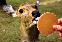 囚徒 啄木鸟 可能是囚徒一部小说或电影