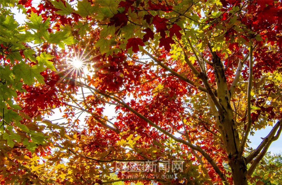 人动漫 《来自新世界》:反乌托邦