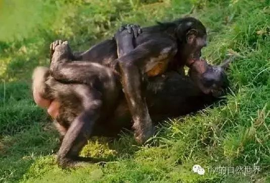 电影动图 且能显著减小文件大小