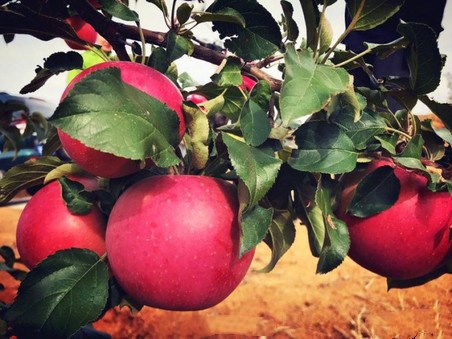 小马拉大车 真实 关键在于理性评估风险与收益