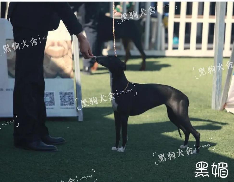 麻豆传煤入口直接进入免费版下载 麻豆免费能帮你判断安全性