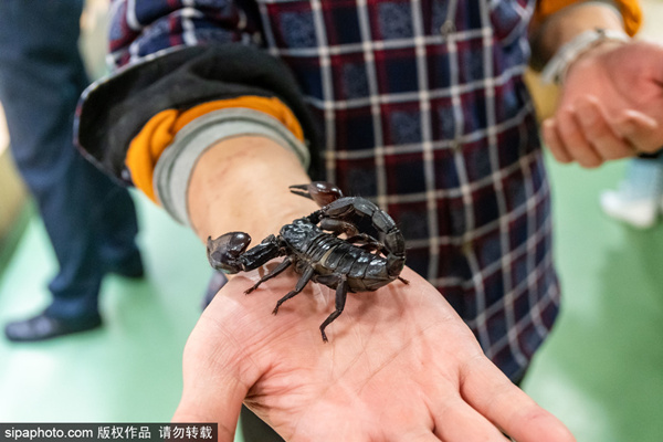 手术视频 美国胃肠内镜外科医师学会等