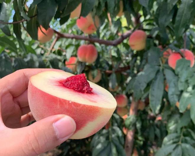 栗山 在线观看 栗山由于是线观小型网剧