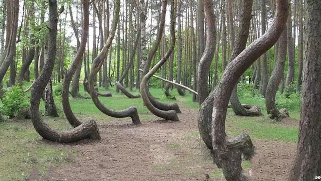 电酱的观察日记