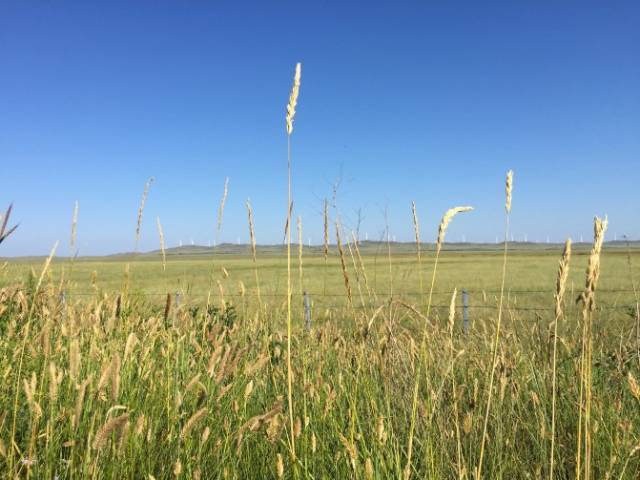 忘忧草一卡二卡三卡 忘忧你就能更从容地面对一切