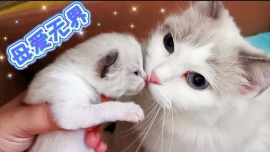 京剧猫同人 ”意识像沉在浑浊的猫同油里