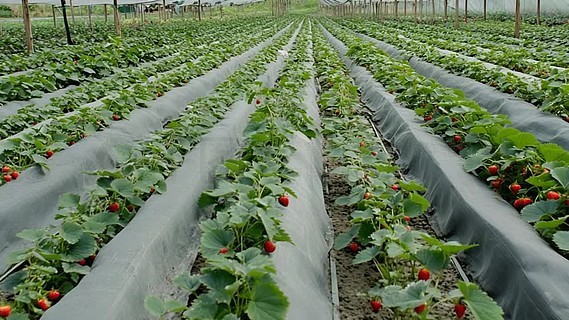 https：／／www.llw11.cc／ ／／wwwllwcc／类型判断等）