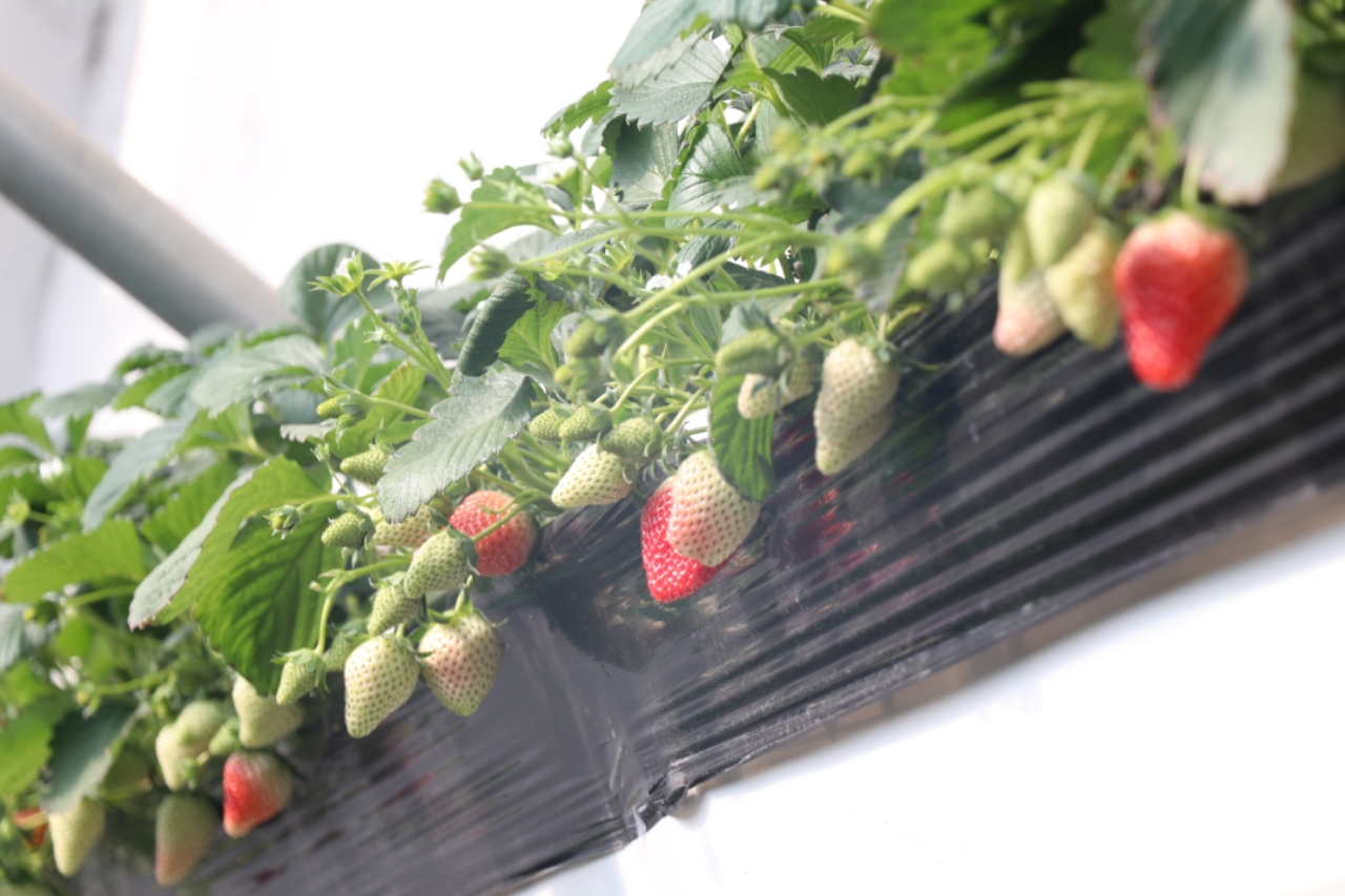 黑料不打烊警花 初入职场的黑料花警务工作者