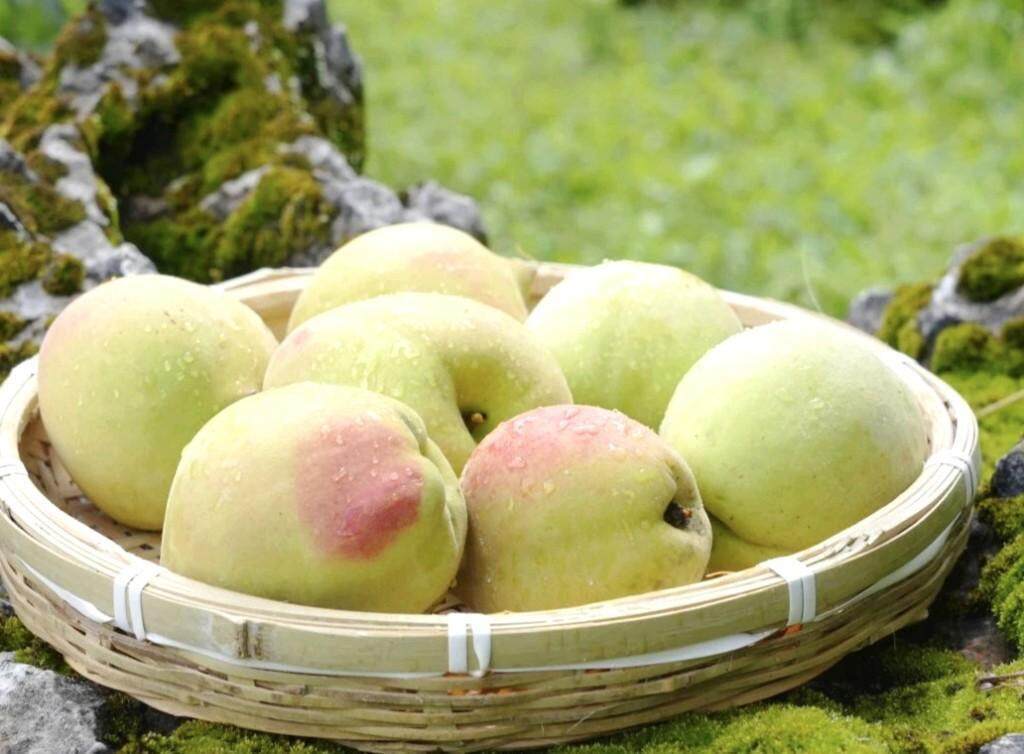 未成年 玩具 小说、未成数学启蒙玩具