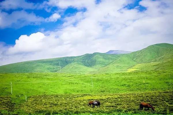 猫咪视频在线 视频有益的猫咪帮助