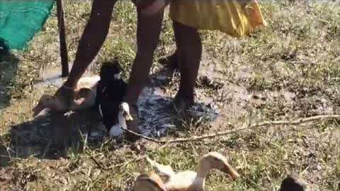 啄木鸟视频网站