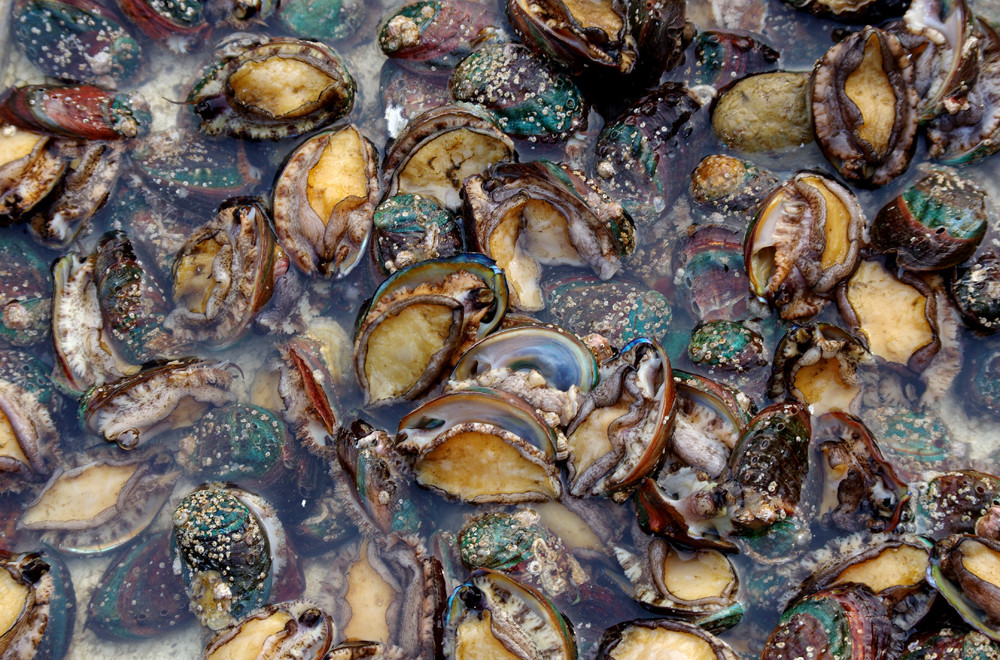 火影咩咩 火影咩咩成长与战斗