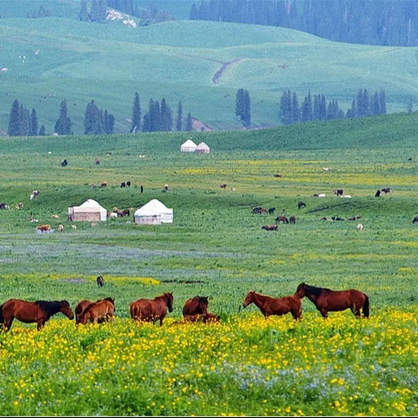 中日视频 日本平台:Niconico动画等