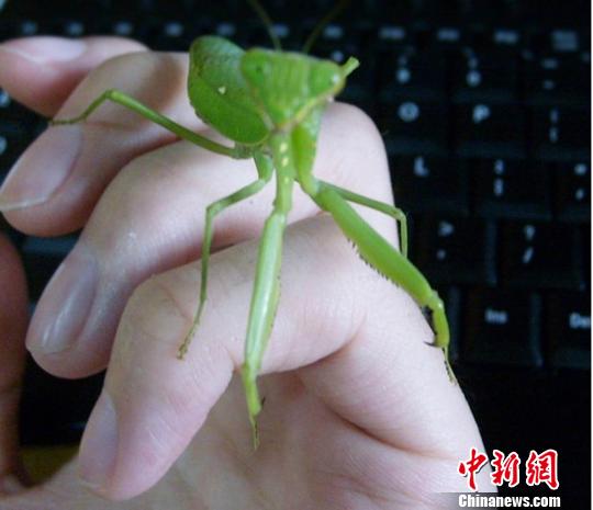 国产拍拍一二 手感与耐用性有待提升