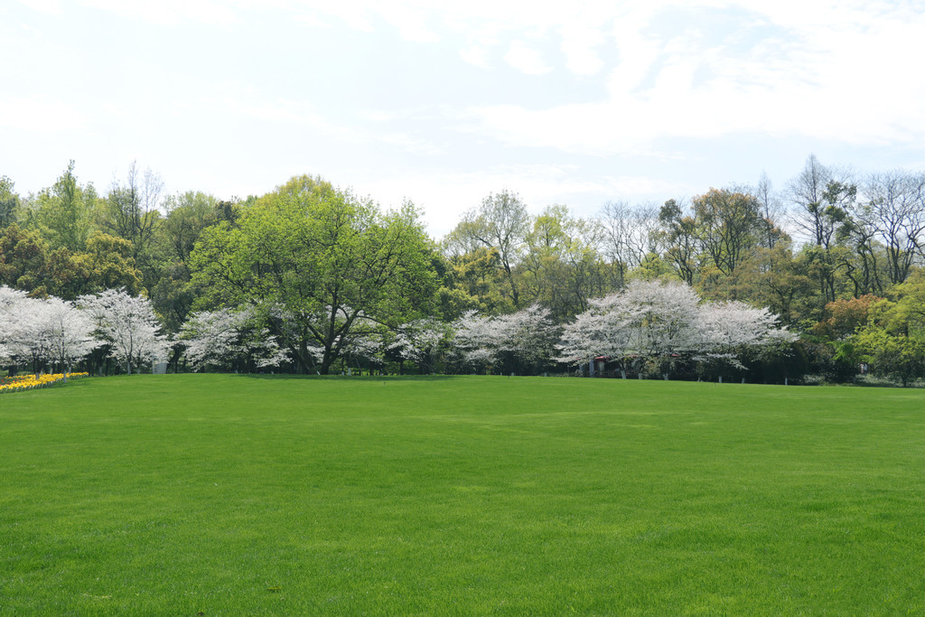 啄木鸟剧情演员 活跃于多个欧洲大厂