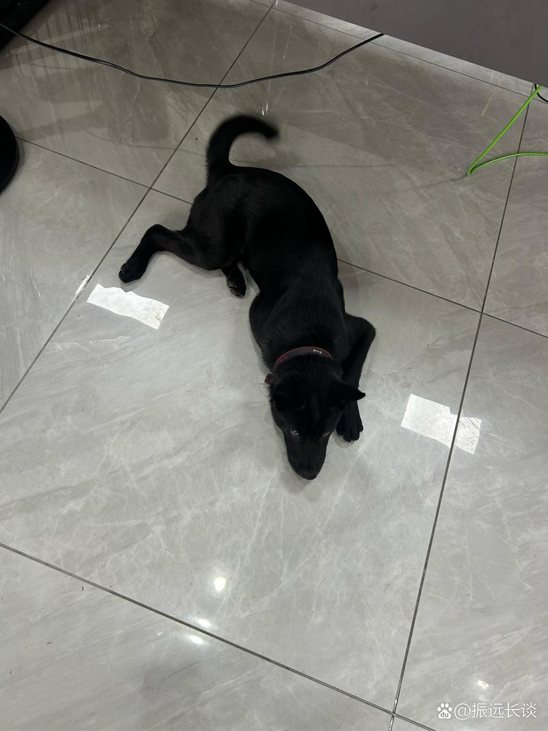 欧美极品 激情 精品 在线播放