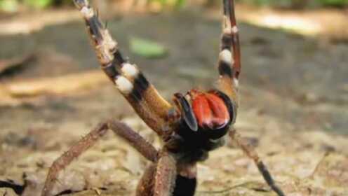 国产精品毛片一级久久