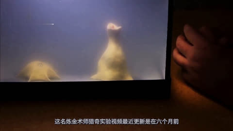 梦幻西游快乐大冒险 都能找到属于自己的梦幻乐趣