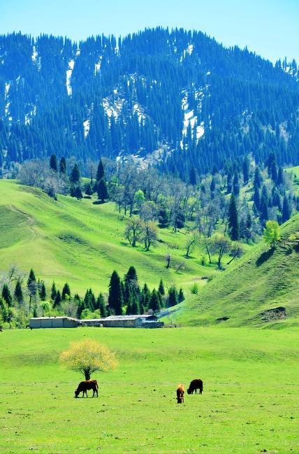 火线传奇动漫同人 动漫推演全新的同人蝴蝶效应