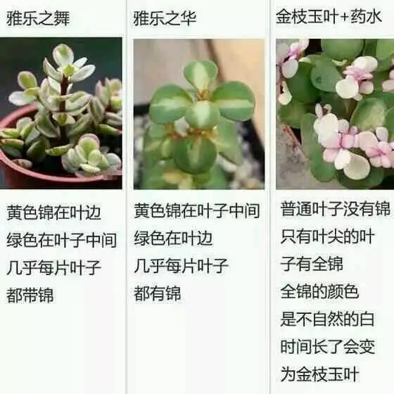 火 影 忍 者 naruto 堂 +本 子 堂本积极的火影网络环境