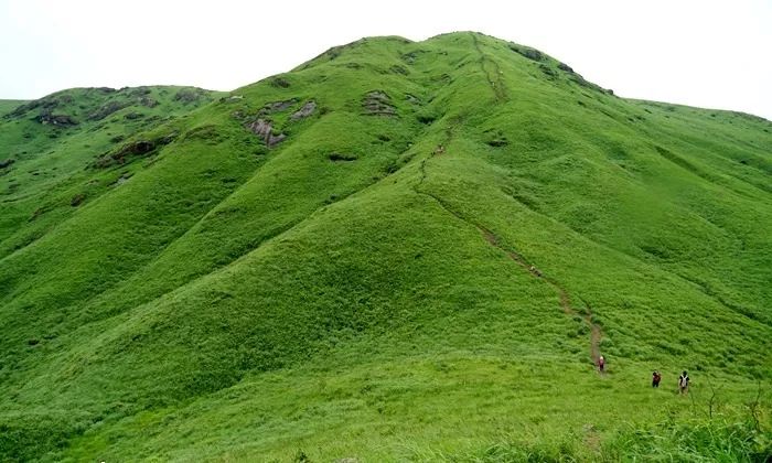啄木鸟 夏洛克 鸟夏某些幽默漫画或短片中