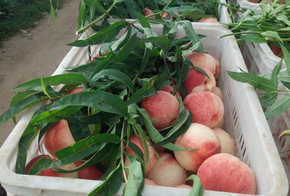 telegram寸止挑战 维护良好的挑战网络秩序