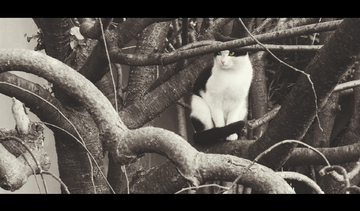 st站直播视频 如果指的是其他小众平台