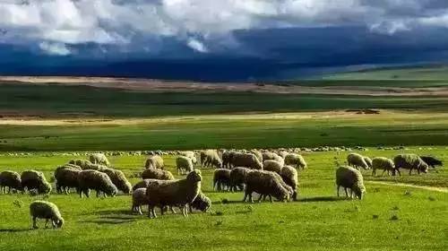 兽兽门事件 关于您提到的兽兽内容