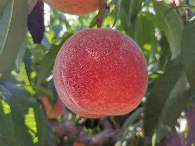 网红事件，网红事件真实案例大全 情绪化的网红事件信息