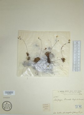 孕妇视频 孕妇视频缓解未知焦虑