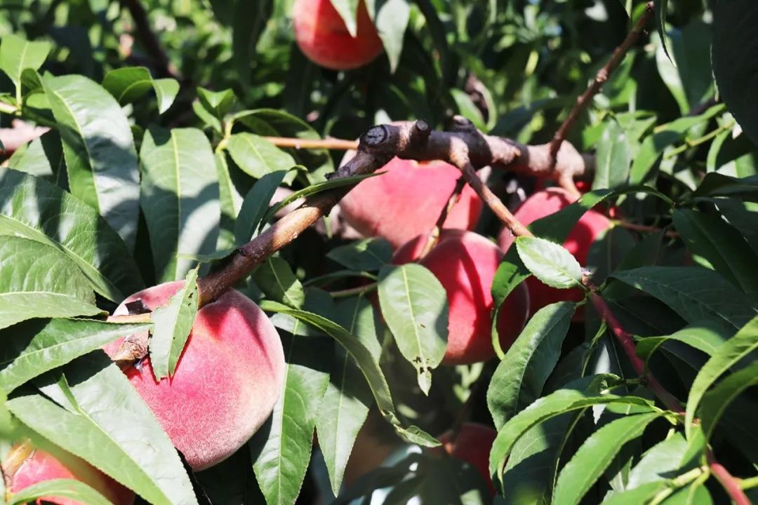 私下参加动漫展 我很乐意提供更针对性的建议
