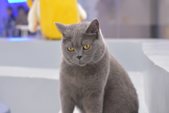 ❤️视频 ❤️视频根据这个主题