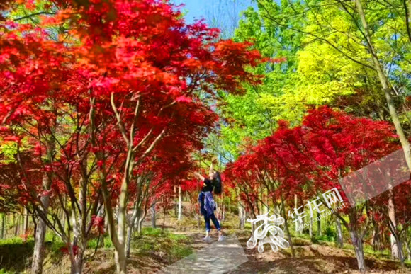 正如我喜欢你电影 纯粹或命中注定的欢电感觉