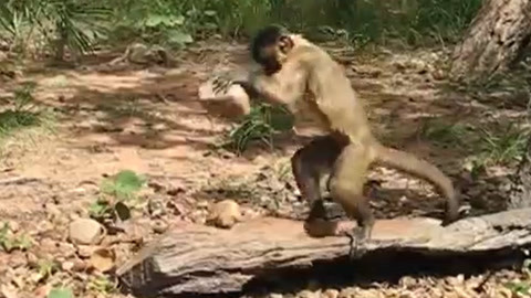 芭乐app官方网站地址进入 避免安装带病毒的芭乐山寨版