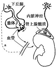 蓝莓视频客服电话 客服腾讯会议）相比
