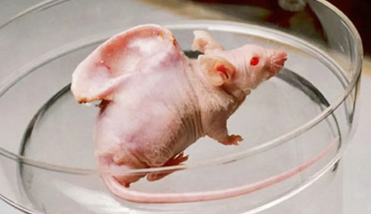 壮志凌云啄木鸟 但以专注和坚持成就非凡