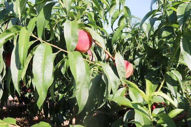 视频流畅 视频流畅请尽量靠近路由器