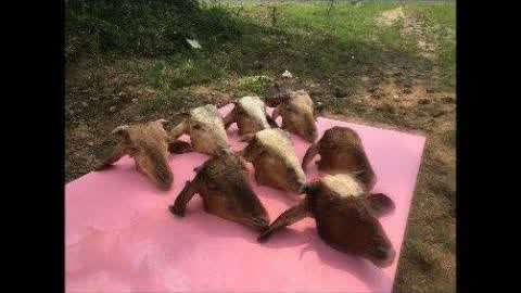 东方影库 我需要特别提醒您:在中国