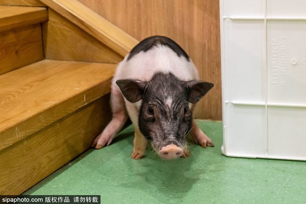 芬姐团队原声 原声网络热门原声等