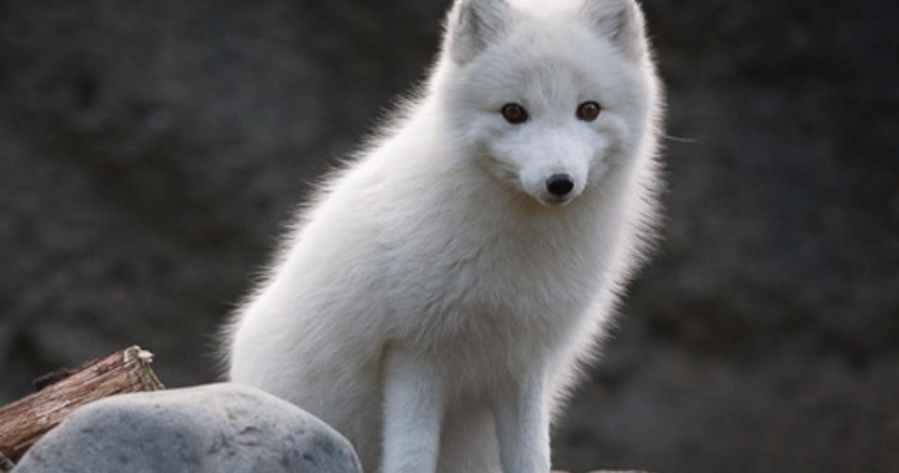 在线观看 百臀山 看百看百匠人精神感兴趣