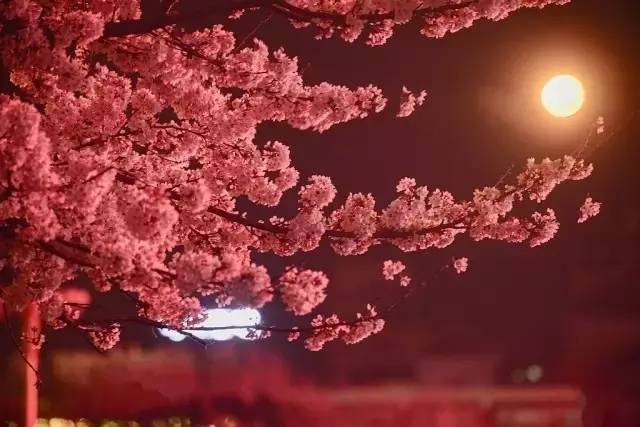 未成年。 未开发。 暗网泄漏。 年轻的女孩。 短片. koupa loli199. rape. torture. fuck. 即时的年未年轻危险